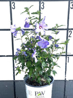 PURPLE PILLAR Rose of Sharon Proven Winner