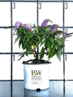 Proven Winners Pugster® Amethyst Butterfly Bush