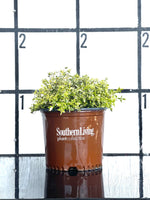 Miss Lemon Abelia™