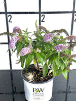 Proven Winners Pugster® Amethyst Butterfly Bush
