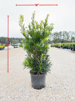 Japanese Yew
