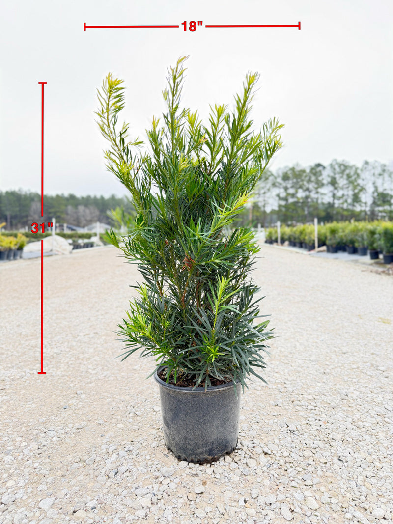 Japanese Yew – michaelsnursery
