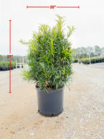 Japanese Yew
