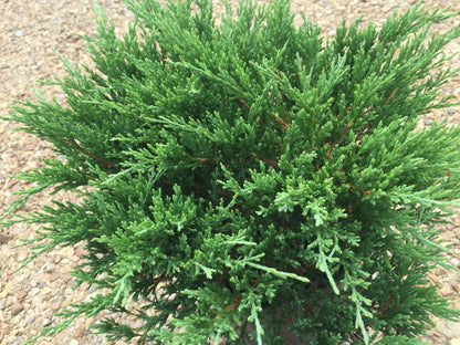 Andorra Juniper Shrub - Michaels Nursery