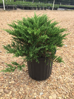 Andorra Juniper Shrub - Michaels Nursery