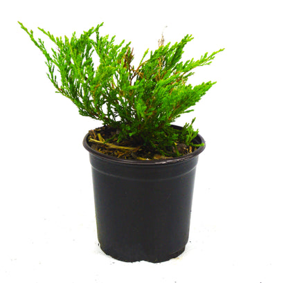 Andorra Juniper Shrub - Michaels Nursery