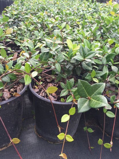 Asian Jasmine Evergreen Vine Shrub - Michaels Nursery