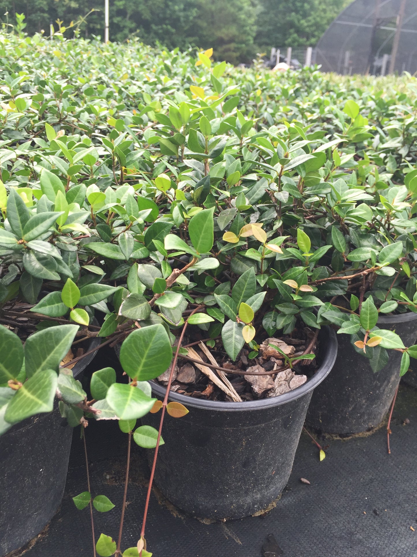 Asian Jasmine Evergreen Vine Shrub - Michaels Nursery