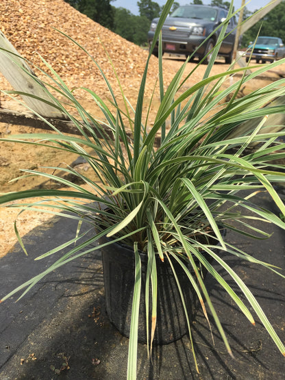 Aztec Grass - Michaels Nursery