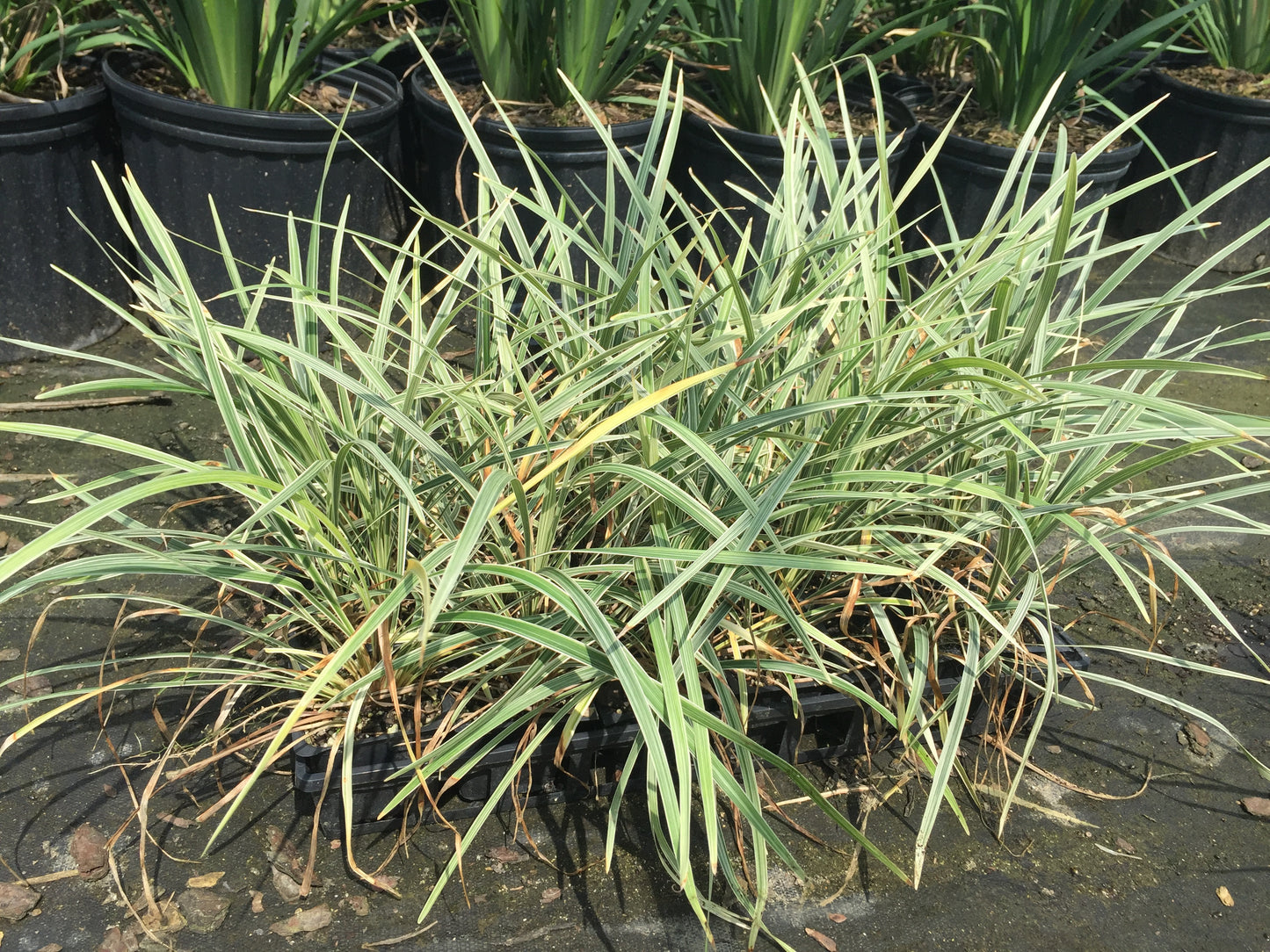 Aztec Grass - Michaels Nursery