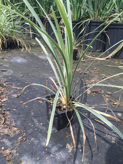 Aztec Grass - Michaels Nursery