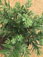 Better John BottleBrush