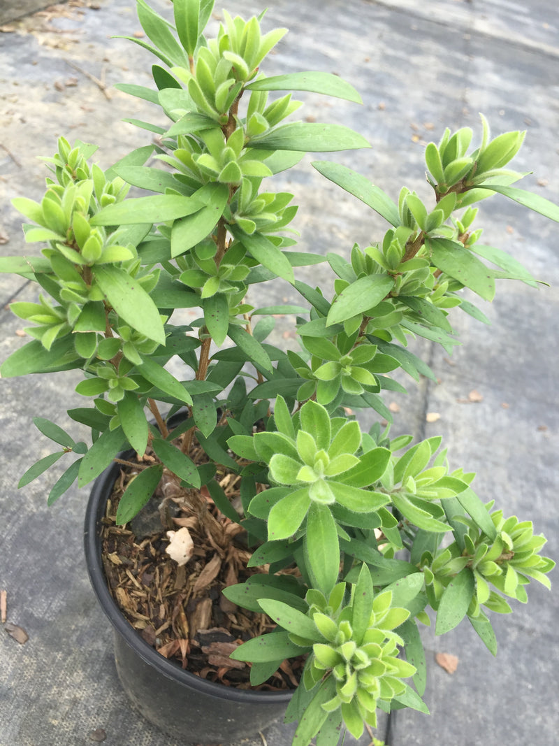 bottle brush plant in pot Better John BottleBrush – michaelsnursery