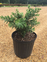 Better John BottleBrush