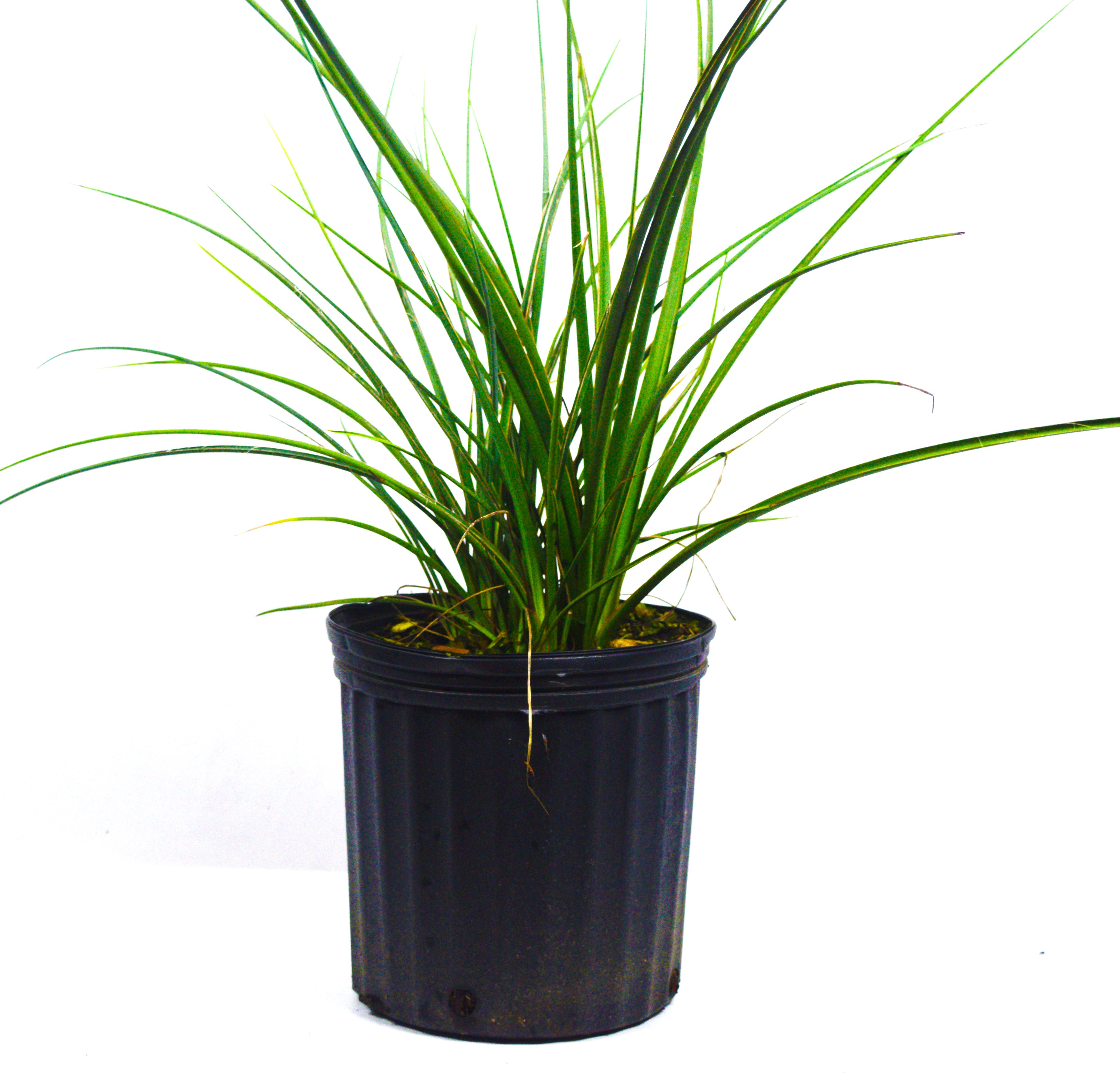 Bicolor Iris – michaelsnursery