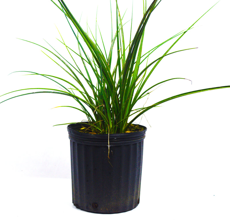 Bicolor Iris – michaelsnursery