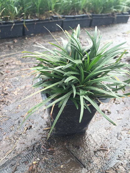 Big Blue Liriope