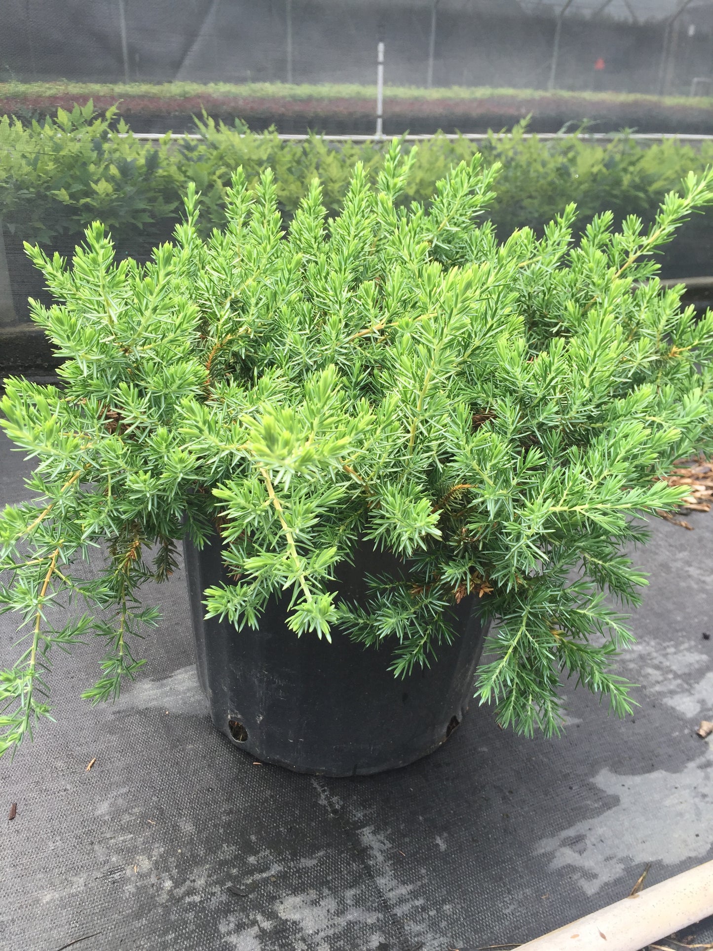 Blue Pacific Juniper