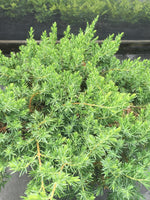 Blue Pacific Juniper