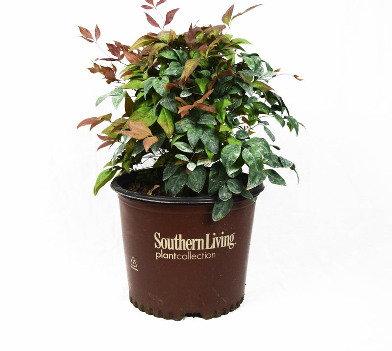 Blush Pink Nandina  michaelsnursery