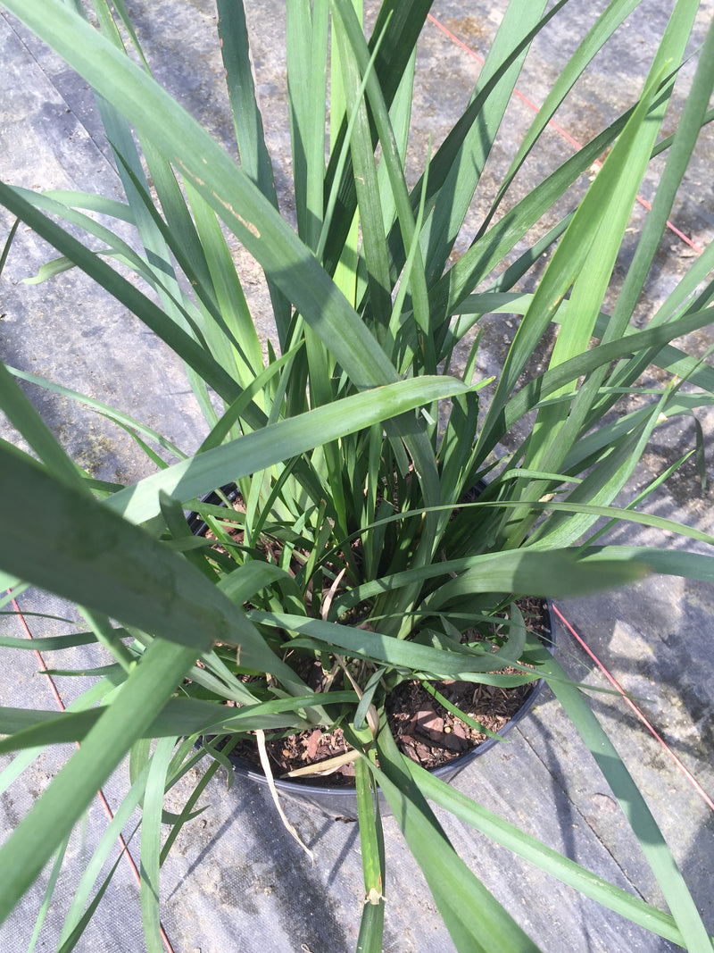 Butterfly Iris – michaelsnursery