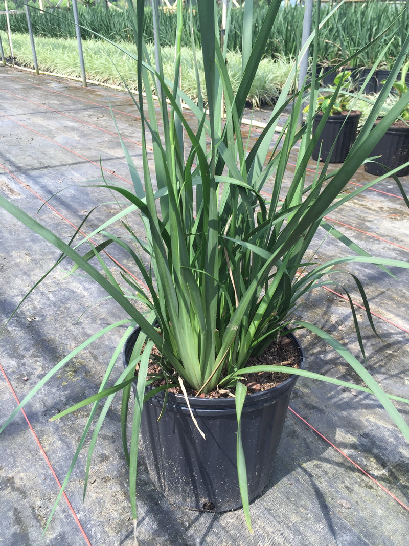 Butterfly Iris – michaelsnursery