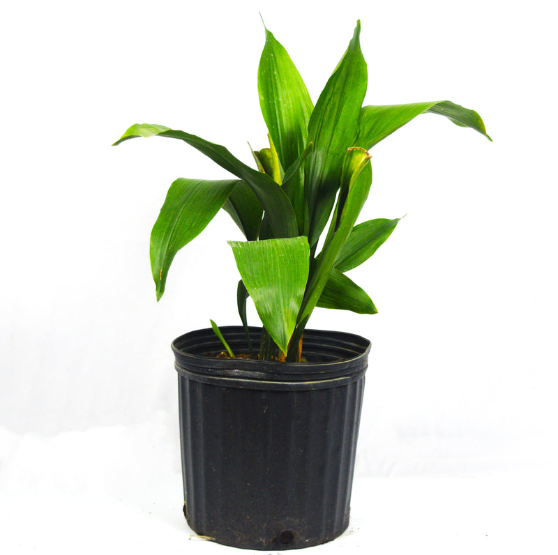 Cast Iron – michaelsnursery