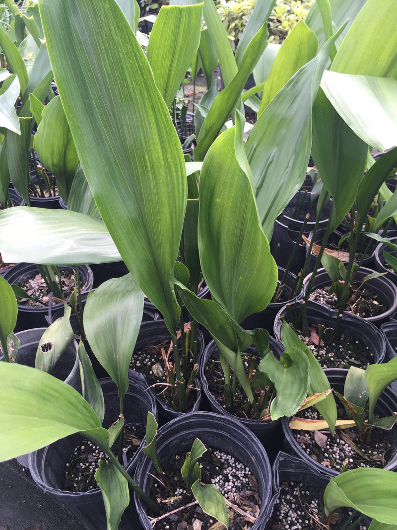Cast Iron – michaelsnursery
