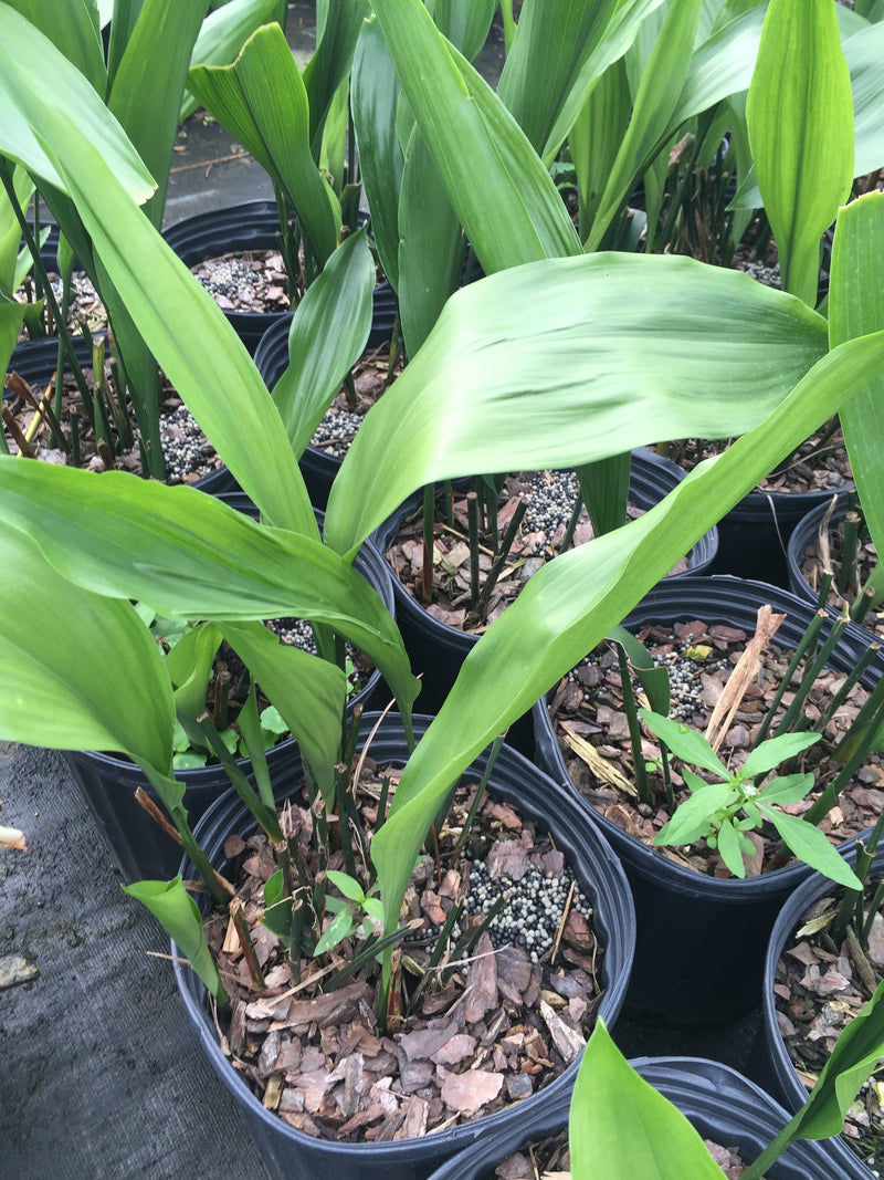 cast iron plant seeds Cast Iron – michaelsnursery