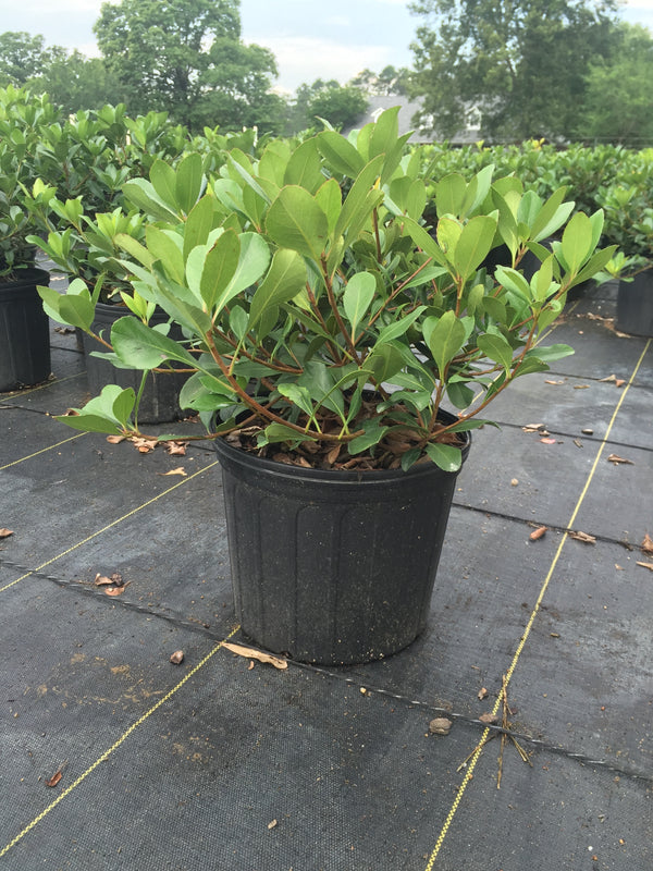 Clara Indian Hawthorn