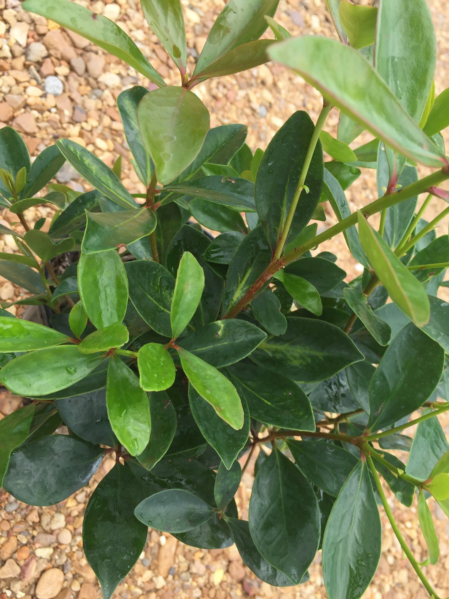 Cleyera Japonica