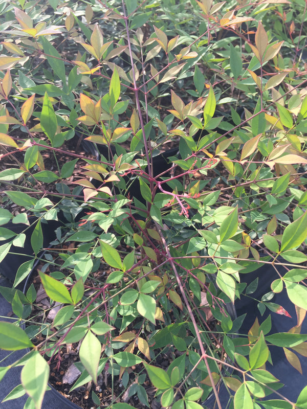 Compacta Nandina