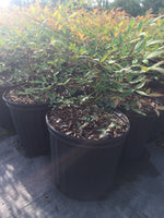 Compacta Nandina