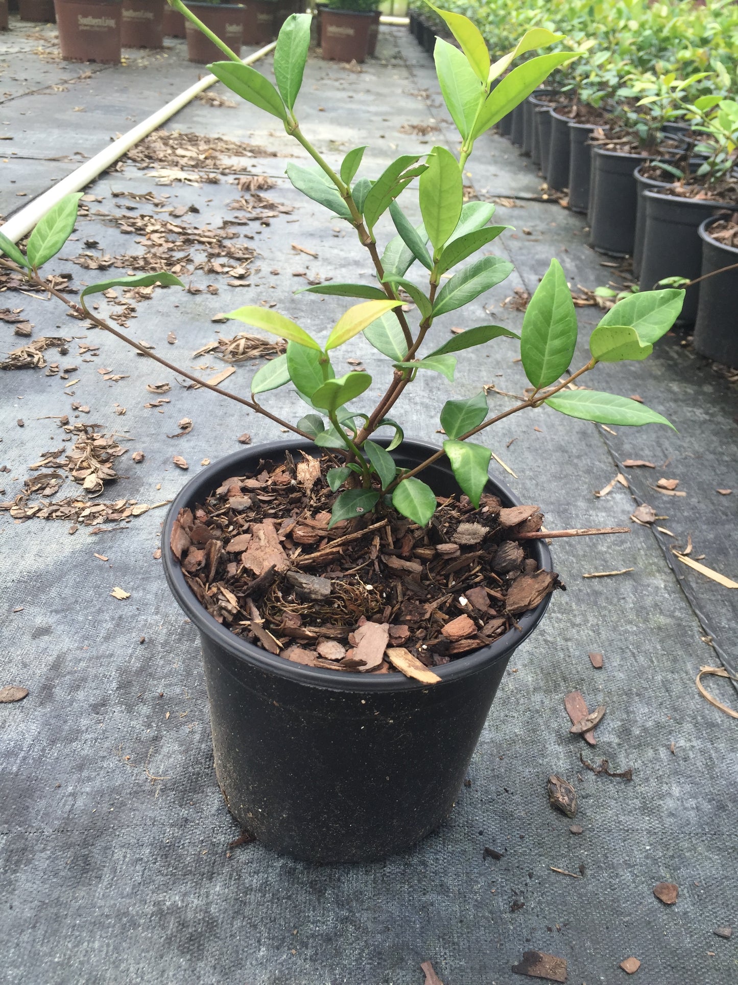 Star Jasmine