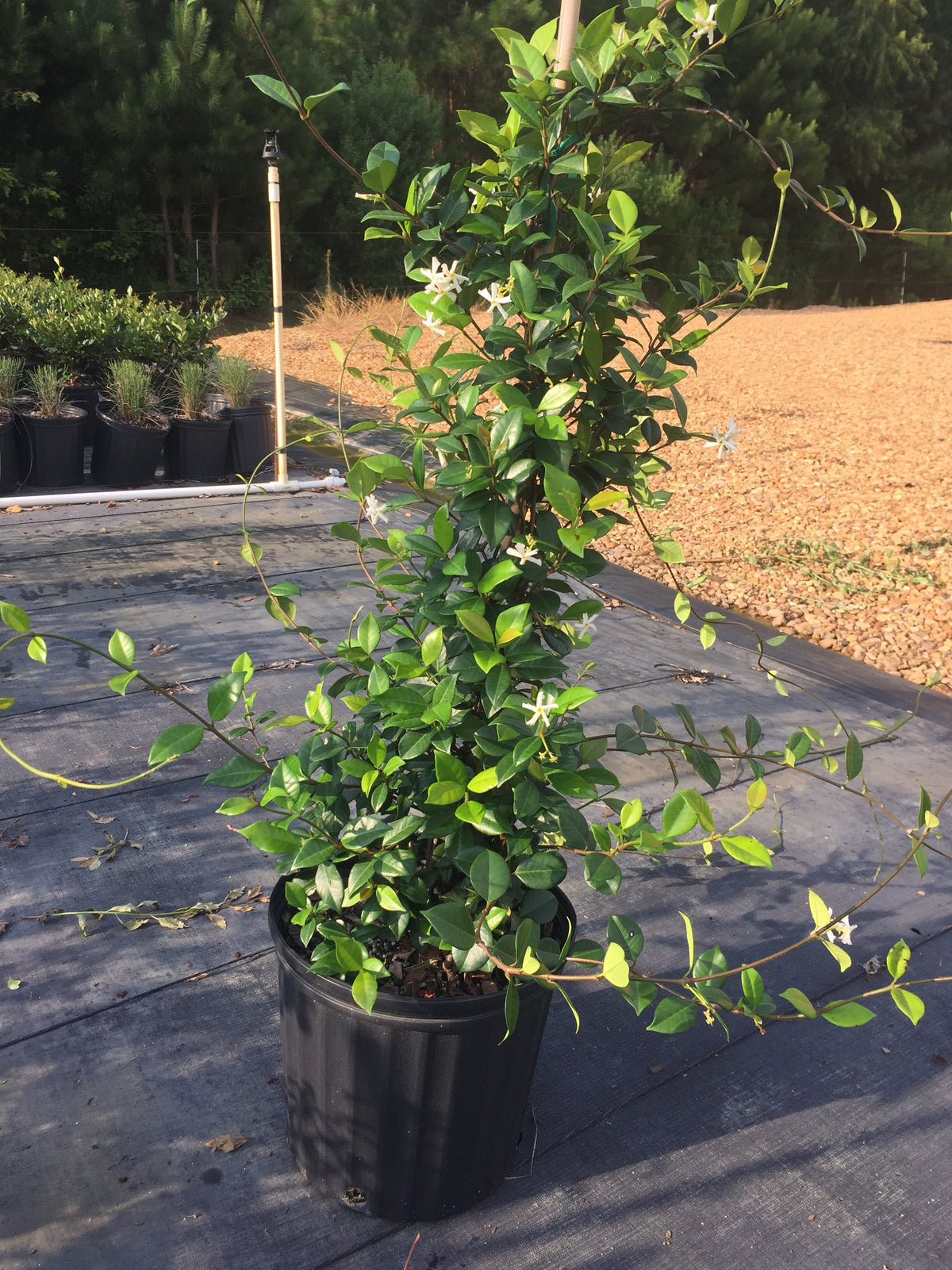 hanging jasmine plant for sale Star Jasmine – michaelsnursery