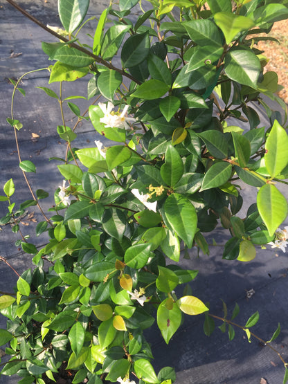 Star Jasmine