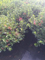 Conversation Piece Azalea