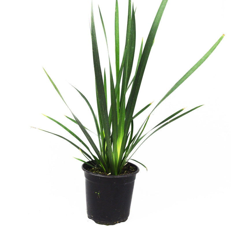 butterfly iris plant Butterfly Iris – michaelsnursery