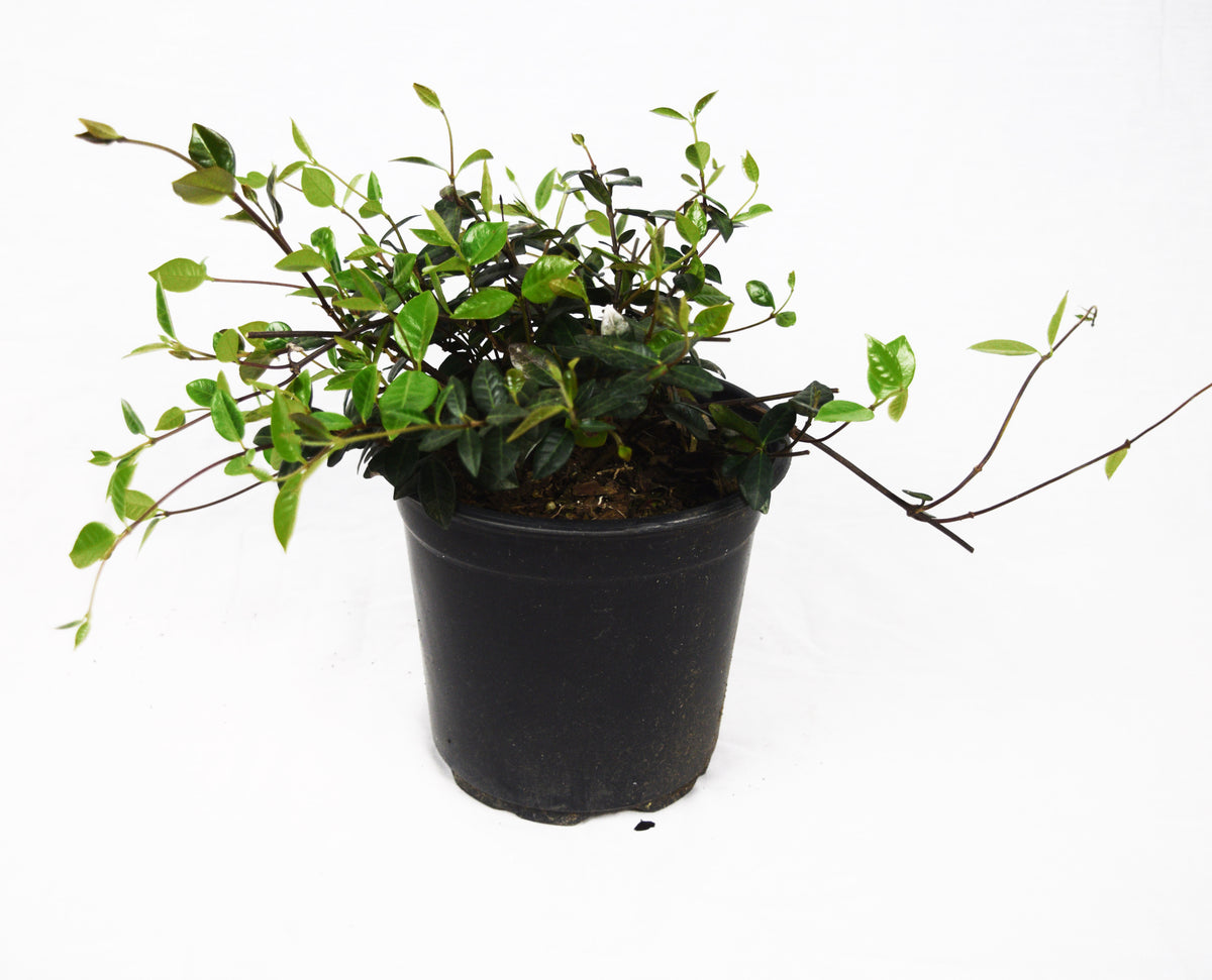 indoor jasmine plant buy Asian Jasmine