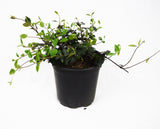 Asian Jasmine Evergreen Vine Shrub - Michaels Nursery