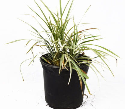 Aztec Grass - Michaels Nursery