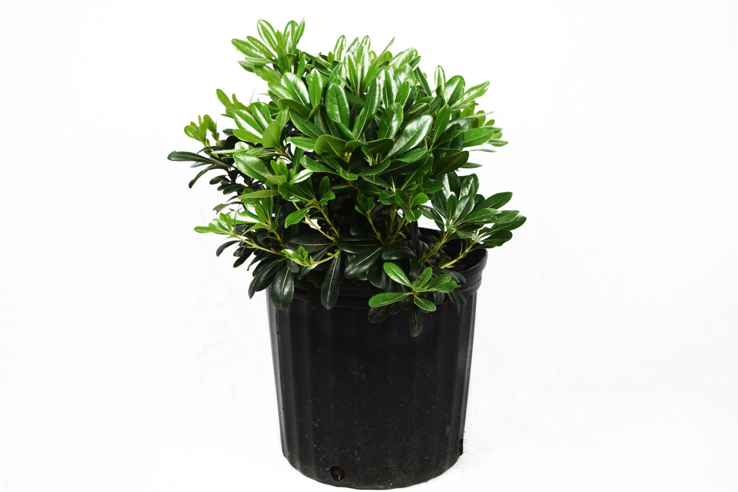 Wheeler's Dwarf Pittosporum - Michaels Nursery