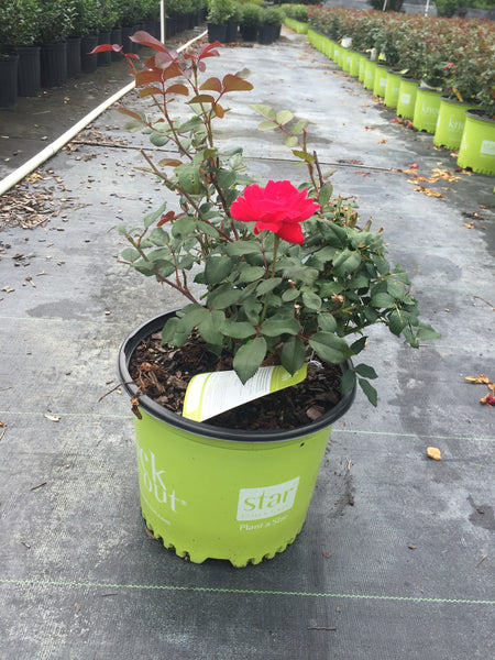 Double Knock Out® - Star® Roses and Plants
