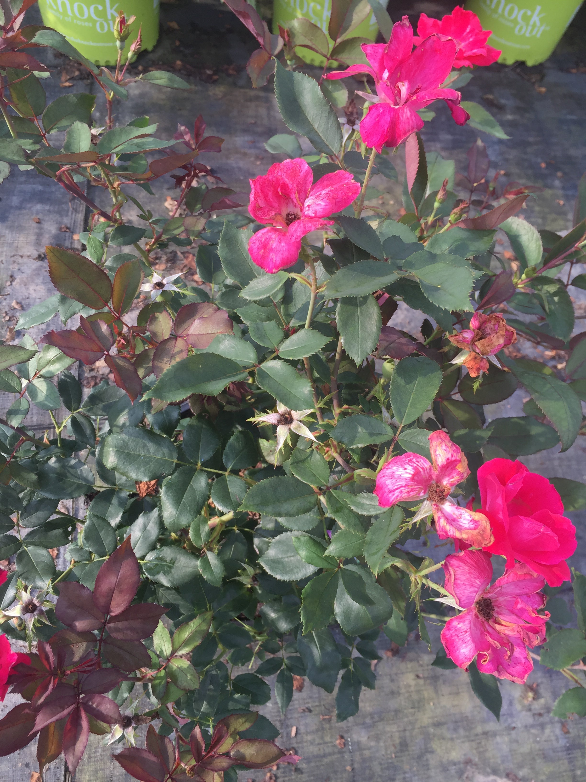 Dbl Knockout Red Roses Red Double Knock Out Rose – michaelsnursery