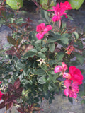 Red Double Knock Out® Rose - Michaels Nursery