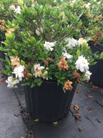 Dwarf Gardenia Radican