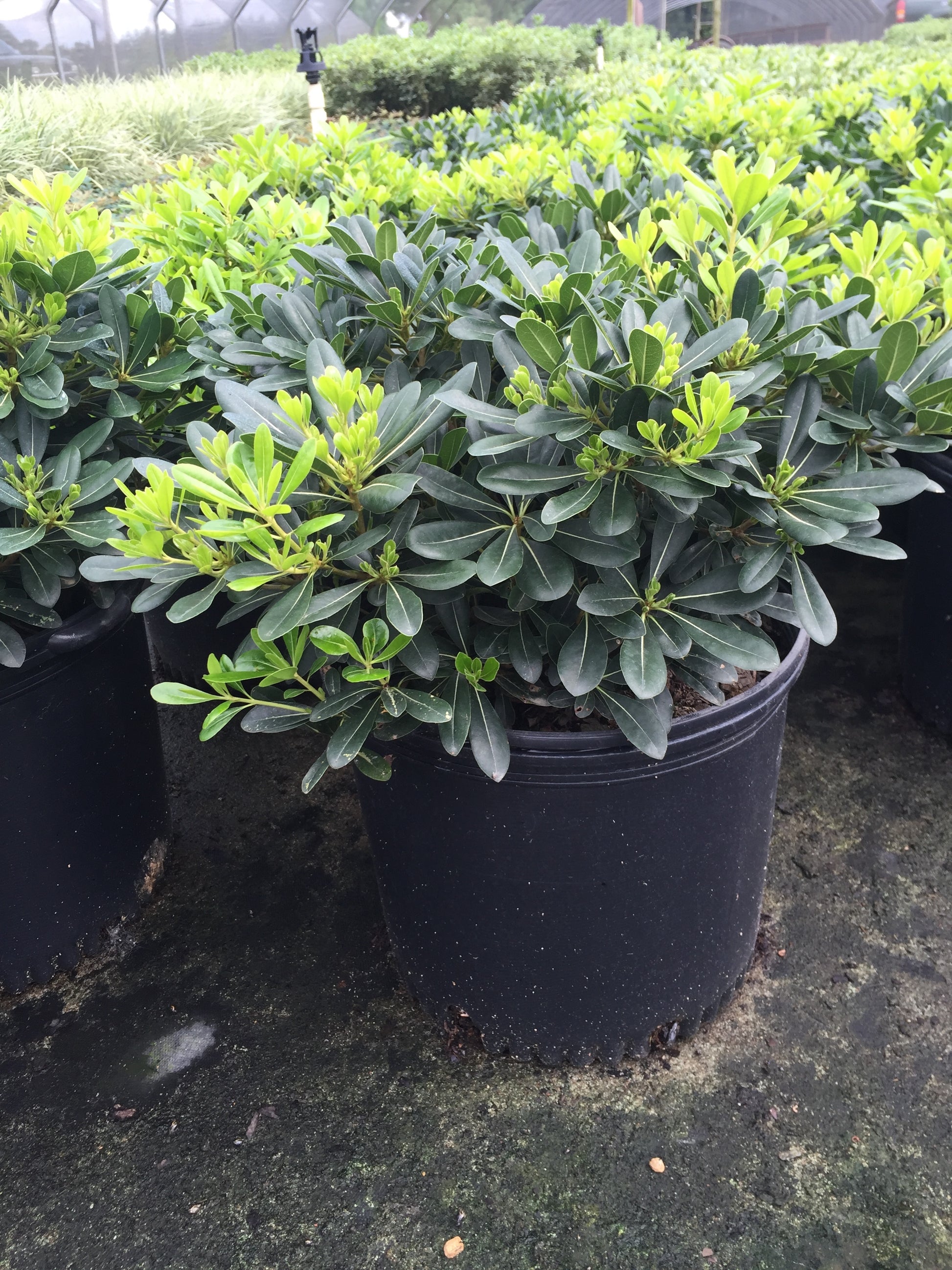 Wheeler's Dwarf Pittosporum - Michaels Nursery