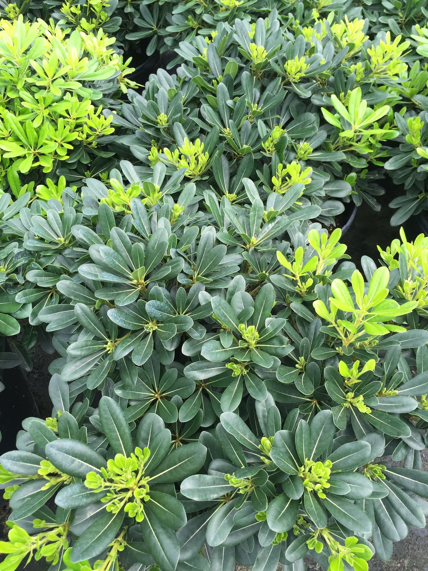 Wheeler's Dwarf Pittosporum - Michaels Nursery