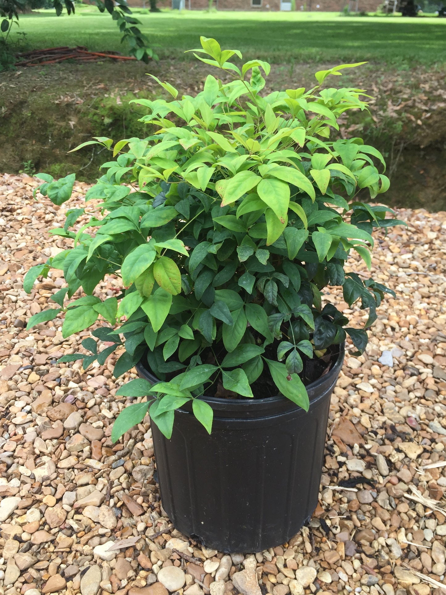 Firepower Nandina