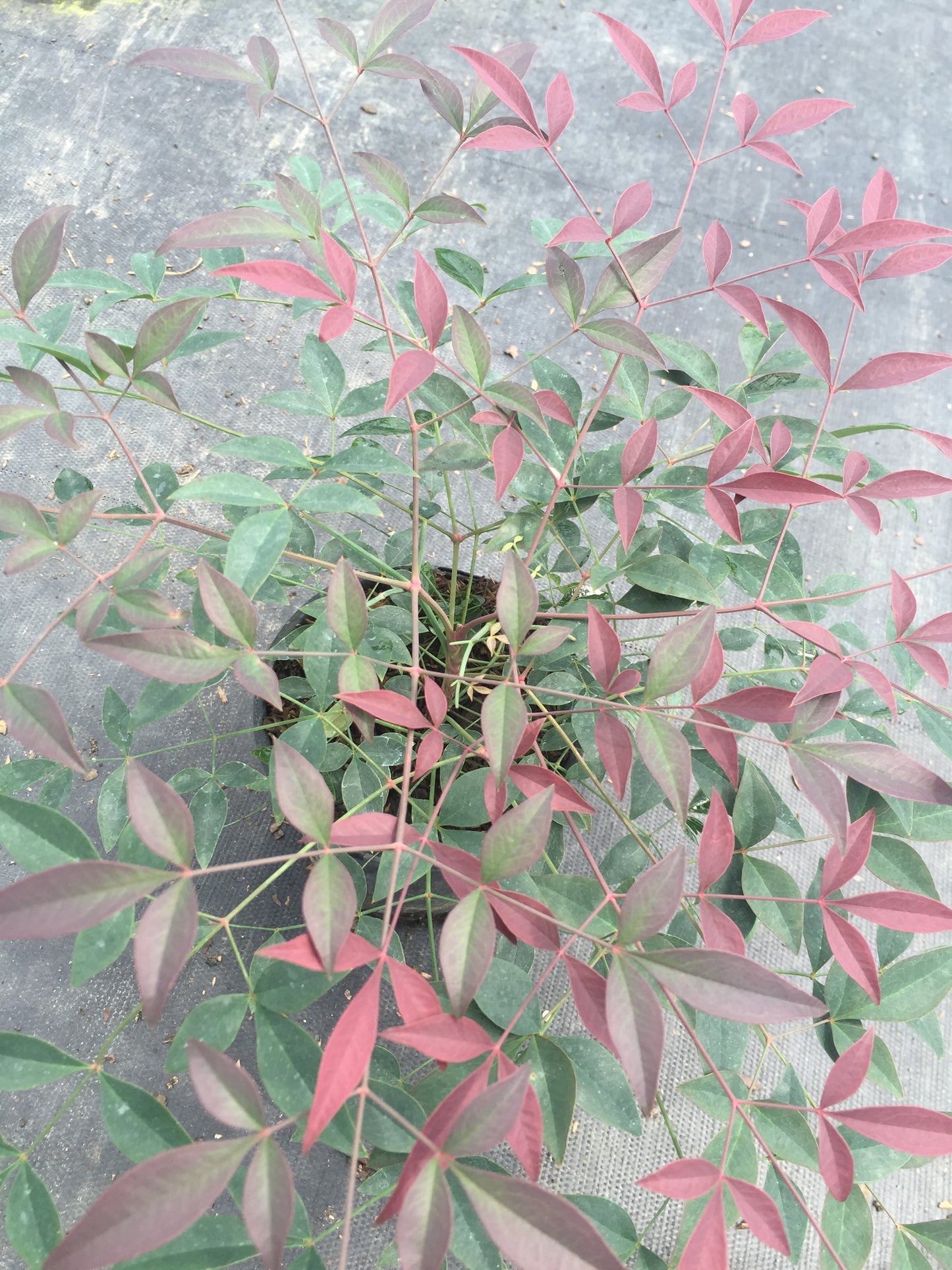 Flirt Nandina™